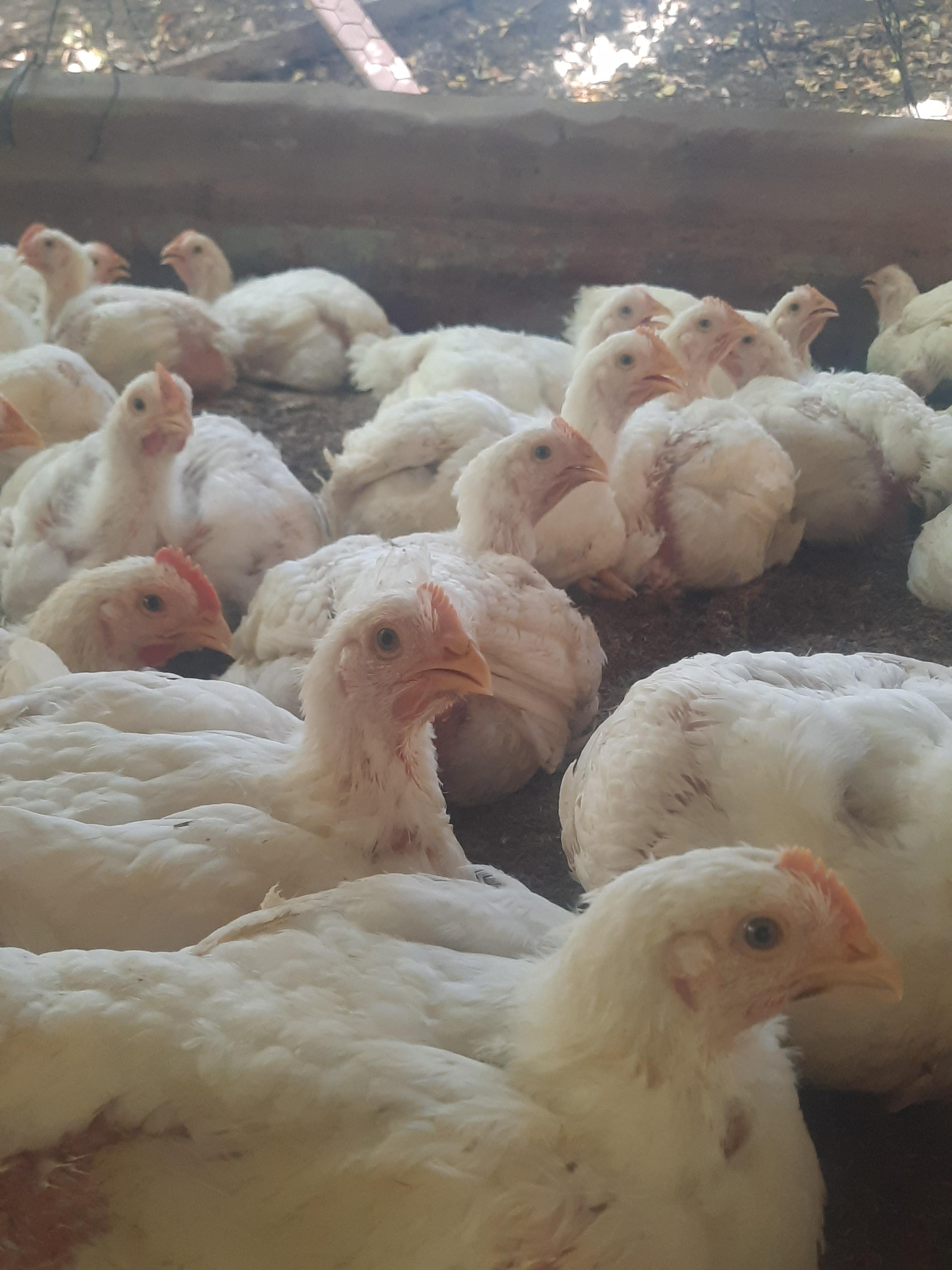 Venta de pollo al por mayor granja .cell 8493576218 Foto 7324643-7.jpg
