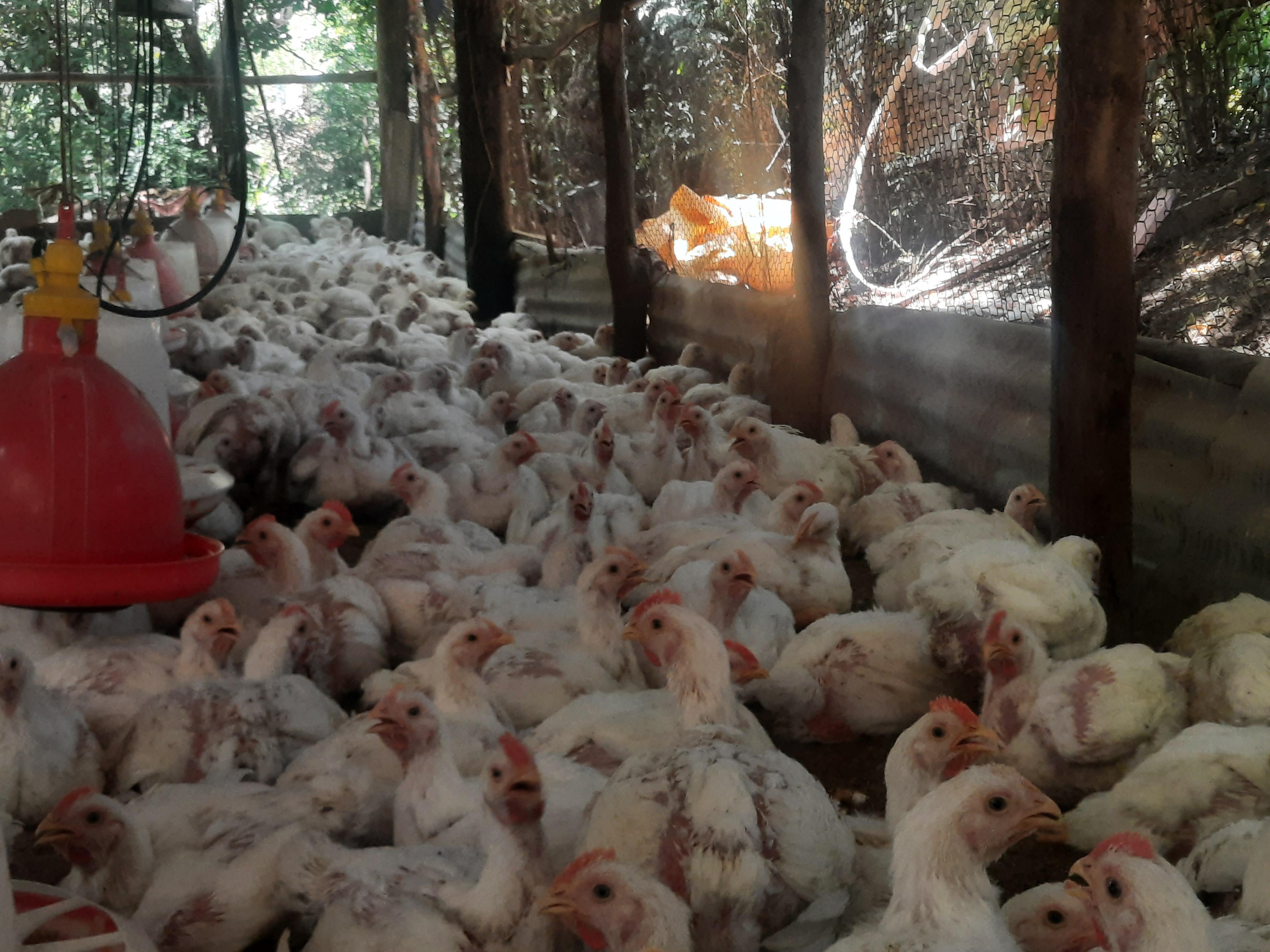 Venta de pollo al por mayor granja .cell 8493576218 Foto 7324643-8.jpg